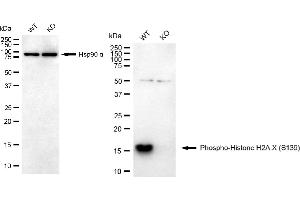 Western blotting analysis using phospho-Histone H2A. (Recombinant H2AFX antibody  (H2A.XS139ph))