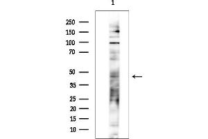Western blot analysis of lysates from Mouse testis, using ALG3 Antibody at 1/1000 dilution.