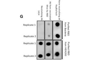 Dot blot analyses comparing recognition of recombinant RBD purified from bacteria or HEK293 to different RBD-targeted antibodies (e. (SARS-CoV-2 Spike S1 antibody  (RBD))