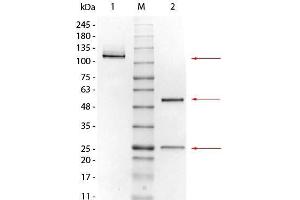 SDS-PAGE (SDS) image for Mouse IgG1 isotype control (ABIN964453)