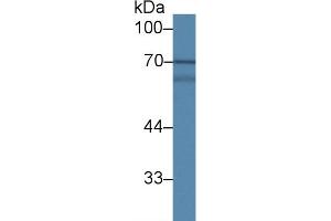 Western Blot; Sample: Porcine Colon lysate; Primary Ab: 1µg/ml Rabbit Anti-Human MAPK7 Antibody Second Ab: 0. (MAPK7 antibody  (AA 560-793))