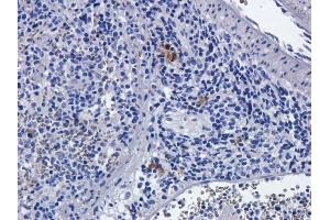 Immunohistochemical staining of rat spleens using anti-CD25 antibody  Formalin fixed rat spleen slices were were stained with a  at 5 µg/ml. (Recombinant IL2RA (Basiliximab Biosimilar) antibody)