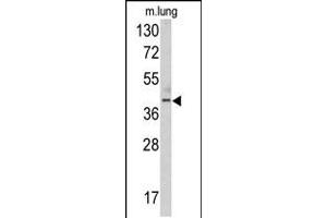 Western blot analysis of TDG antibody in mouse lung tissue lysates (35ug/lane) (TDG antibody  (N-Term))