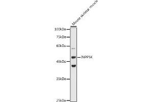 Western blot analysis of extracts of Mouse skeletal muscle, using INPP5K antibody (ABIN6132112, ABIN6142473, ABIN6142474 and ABIN6223771) at 1:1000 dilution. (INPP5K antibody  (AA 149-448))