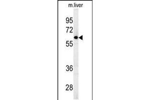 Western blot analysis in mouse liver tissue lysates (15ug/lane). (FBXO9 antibody  (C-Term))