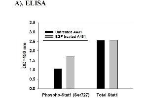 Image no. 7 for Signal Transducer and Activator of Transcription 1, 91kDa (STAT1) ELISA Kit (ABIN625243)
