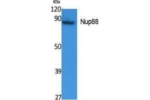 Western Blotting (WB) image for anti-Nucleoporin 88kDa (NUP88) (Internal Region) antibody (ABIN3187634) (NUP88 antibody  (Internal Region))