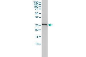 Prohibitin antibody  (AA 1-272)