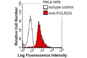 HeLa cells were fixed in 2% paraformaldehyde/PBS and then permeabilized in 90% methanol. (POLR2G antibody)