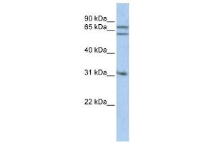 Western Blotting (WB) image for anti-Gephyrin (GPHN) antibody (ABIN2459505) (Gephyrin antibody)