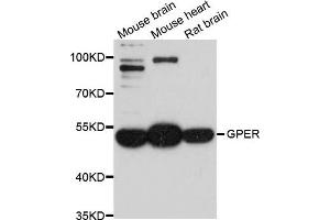Western blot analysis of extract of various cells, using GPER1 antibody. (GPER antibody)