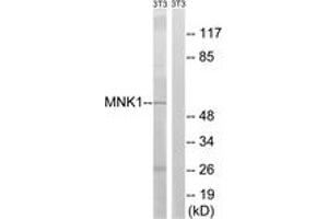 Western blot analysis of extracts from NIH-3T3 cells, using MNK1 (Ab-255) Antibody. (MKNK1 antibody  (AA 221-270))