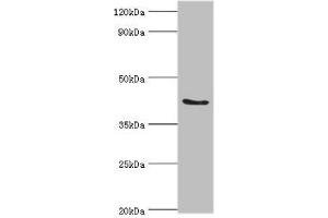Western blot All lanes: ADAP1 antibody at 2 μg/mL + Rat brain tissue Secondary Goat polyclonal to rabbit IgG at 1/10000 dilution Predicted band size: 44, 45, 36 kDa Observed band size: 44 kDa (ADAP1 antibody  (AA 1-374))