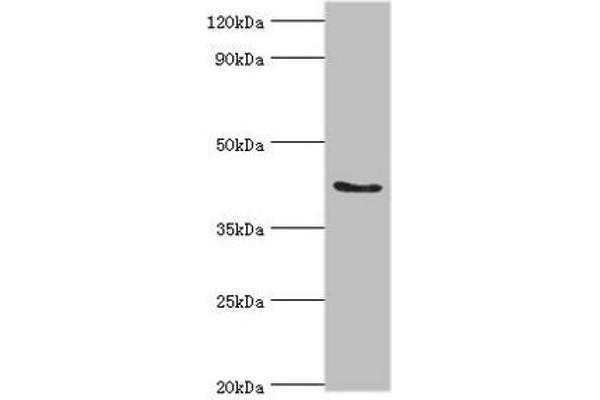 ADAP1 antibody  (AA 1-374)