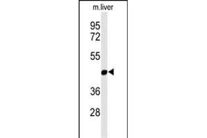 Western blot analysis of  Antibody (N-term) (ABIN653752 and ABIN2843052) in mouse liver tissue lysates (35 μg/lane). (MMAA antibody  (N-Term))
