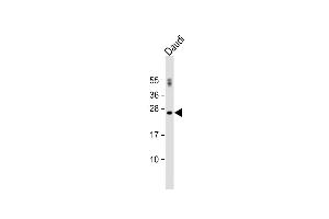Anti-PTTG1 Antibody (N-term) at 1:500 dilution + Daudi whole cell lysate Lysates/proteins at 20 μg per lane. (PTTG1 antibody  (N-Term))