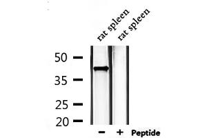 Western blot analysis of extracts from rat spleen, using EDG1 Antibody. (S1PR1 antibody  (Internal Region))
