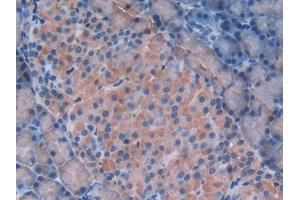DAB staining on IHC-P; Samples: Rat Pancreas Tissue (Galectin 9 antibody  (AA 194-322))