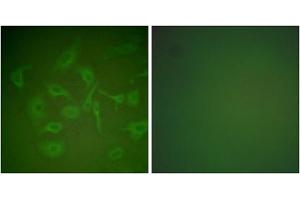 Immunofluorescence analysis of HepG2 cells, using Mammaglobin Antibody (ABIN2843548). (Mammaglobin antibody  (Internal Region))