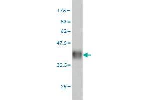 CHAF1A antibody  (AA 21-120)