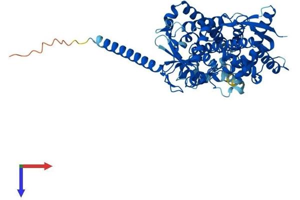 CYP4F3 Protein (AA 1-520) (His tag)