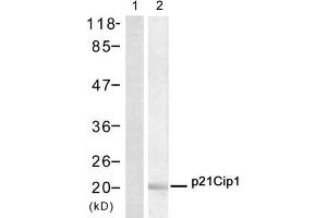 Western blot analysis of extract from Hela cell, using p21Cip1 (Ab-145) Antibody (E021149, Lane 1 and 2). (p21 antibody)
