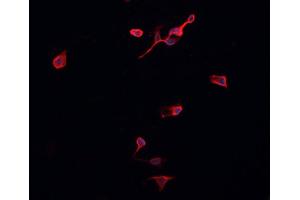 ABIN6276954 staining HepG2? (Peroxiredoxin 2 antibody  (C-Term))