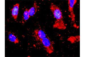 Proximity Ligation Analysis of protein-protein interactions between STK11 and PRKAA2. (LKB1 antibody  (AA 1-433))