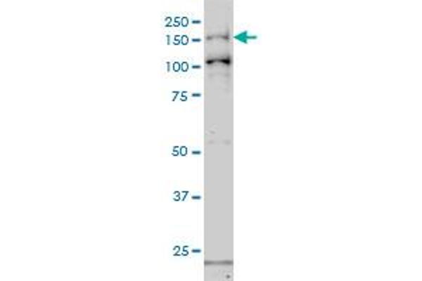 GAK antibody  (AA 151-250)