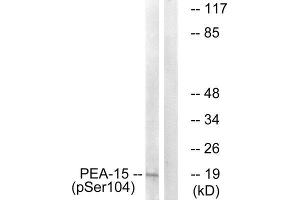 Western Blotting (WB) image for anti-phosphoprotein Enriched in Astrocytes 15 (PEA15) (pSer104) antibody (ABIN1847322) (PEA15 antibody  (pSer104))