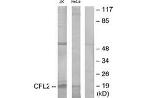 Western blot analysis of extracts from Jurkat/HeLa cells, using Cofilin Antibody. (Cofilin antibody  (AA 61-110))