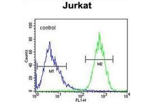 Flow cytometric analysis of Jurkat cells (right histogram) compared to a negative control cell (left histogram) using PRRG3  Antibody , followed by FITC-conjugated goat-anti-rabbit secondary antibodies. (PRRG3 antibody  (Middle Region))