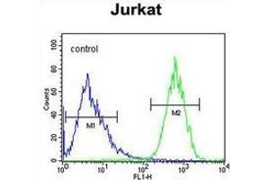 Flow cytometric analysis of Jurkat cells (right histogram) compared to a negative control cell (left histogram) using PRRG3  Antibody , followed by FITC-conjugated goat-anti-rabbit secondary antibodies.