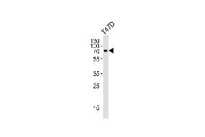 Western blot analysis of lysate from T47D cell line, using IL27RA Antibody (C-term) (ABIN6242398 and ABIN6577444). (IL27 Receptor alpha antibody  (C-Term))