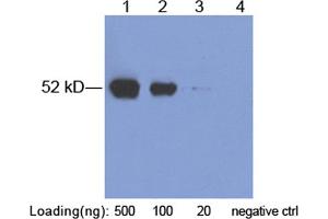 Lane 1-3: AU1-tag fusion protein in 293 cell lysate (~ 52 kD) Lane 4: Negative 293 cell lysate (M0032) Primary Antibody: 2 µg/mL Rabbit Anti-AU1-tag Polyclonal Antibody (ABIN398453) Secondary antibody: Goat Anti-Rabbit IgG (H&L) [HRP] Polyclonal Antibody (ABIN398323, 1: 10,000) The signal was developed with LumiSensorTM HRP Substrate Kit (ABIN769939)