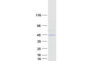 Validation with Western Blot