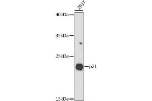 Western blot analysis of extracts of 293T cells using p21 Polyclonal Antibody at dilution of 1:1000. (p21 antibody)