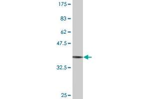 Western Blot detection against Immunogen (36. (BOLL antibody  (AA 80-176))