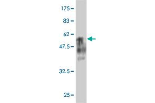 BTG4 antibody  (AA 1-206)