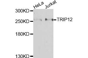 Western blot analysis of extracts of various cell lines, using TRIP12 antibody. (TRIP12 antibody)