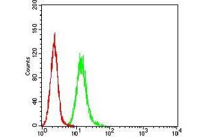 Flow cytometric analysis of Hela cells using RALB mouse mAb (green) and negative control (red). (RALB antibody  (AA 89-206))