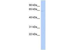 Image no. 1 for anti-Rhotekin (RTKN) (AA 431-480) antibody (ABIN6744008) (Rhotekin antibody  (AA 431-480))