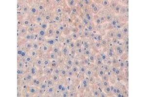 IHC-P analysis of Mouse Tissue, with DAB staining. (Peroxiredoxin 1 antibody  (AA 1-199))