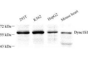 Western blot analysis of Dync1li1 (ABIN7073786) at dilution of 1: 250 (DYNC1LI1 antibody)