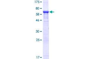 ERK2 Protein (AA 1-360) (GST tag)