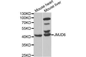 Western blot analysis of extracts of mouse heart and mouse liver cell lines, using JMJD6 antibody. (JMJD6 antibody)