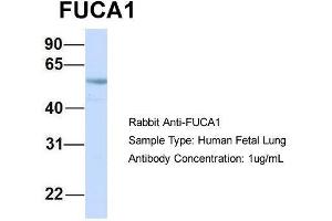 Host: Rabbit  Target Name: FUCA1  Sample Tissue: Human Fetal Lung  Antibody Dilution: 1. (FUCA1 antibody  (Middle Region))