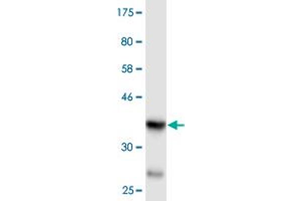 WNK4 antibody  (AA 1144-1243)