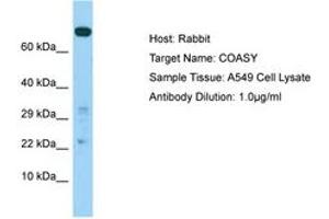Image no. 1 for anti-CoA Synthase (COASY) (AA 319-368) antibody (ABIN6750027)