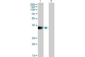Western Blot analysis of DARC expression in transfected 293T cell line by DARC MaxPab polyclonal antibody. (DARC antibody  (AA 1-336))